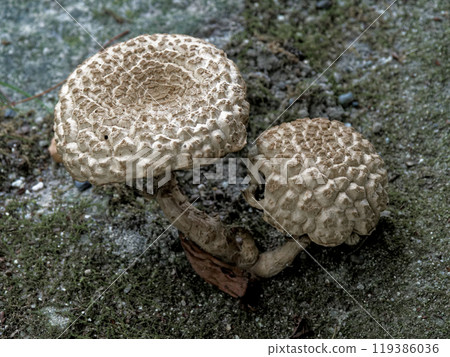 東方黃花魚 119386036