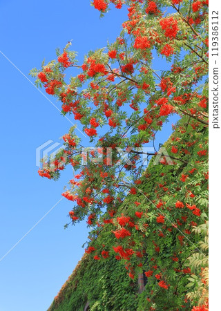 Sapporo Factory: Brick building and rowan tree with fruit 119386112