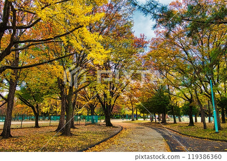 In autumn, Japan's roadside trees and park paths are beautifully colored with autumn leaves, ginkgo trees, and metasequoia trees. 119386360