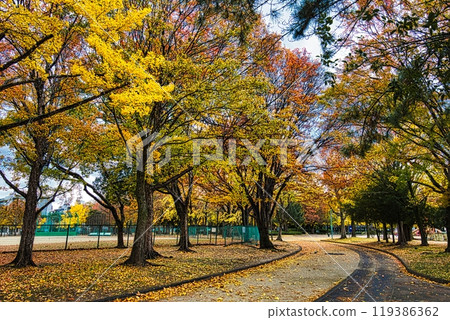 In autumn, Japan's roadside trees and park paths are beautifully colored with autumn leaves, ginkgo trees, and metasequoia trees. 119386362
