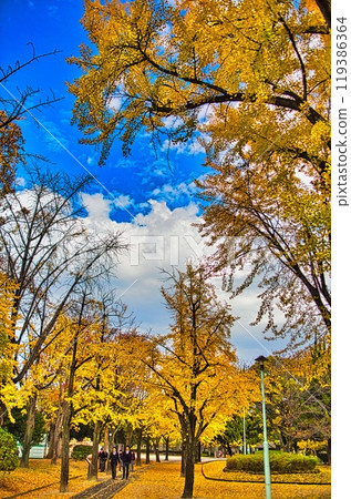 In autumn, Japan's roadside trees and park paths are beautifully colored with autumn leaves, ginkgo trees, and metasequoia trees. 119386364