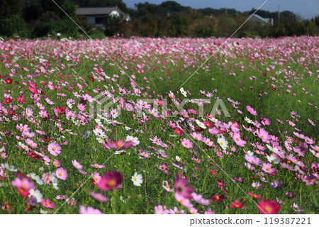  Cosmos field 119387221