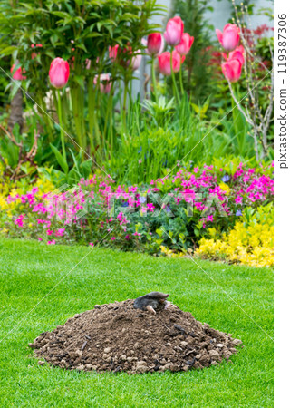Mole peeking from the mole hill in the garden 119387306