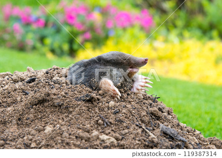 Mole on the top of the mole hill Mole on the top of the mole hill 119387314