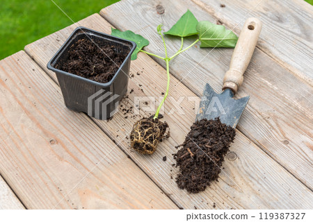 Process of transplanting vegetable seedling into plastic contain 119387327