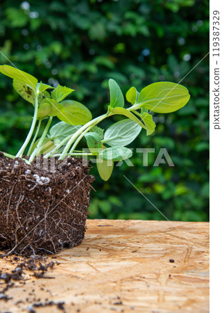 Seeding with root ball on wooden board with green leaves backgro Seeding with root ball on wooden board with green leaves backgro 119387329
