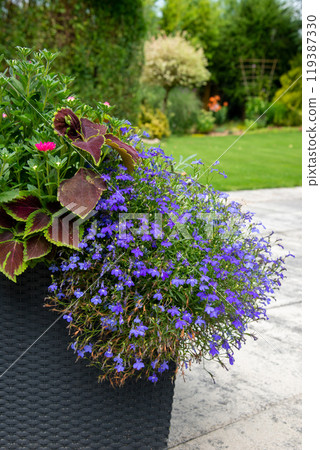 Flower pot on terrace with Lobelia, Coleus, Aster. Garden with l 119387330