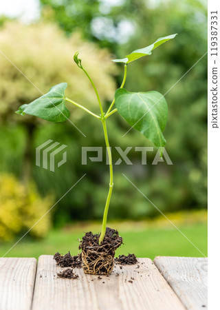 Tray with vegetable seedling on wooden work bench 119387331