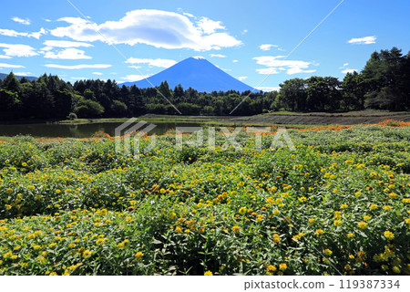 Flower fields at Lake Motosu and Mt. Fuji Flower fields at Lake Motosu and Mt. Fuji 119387334