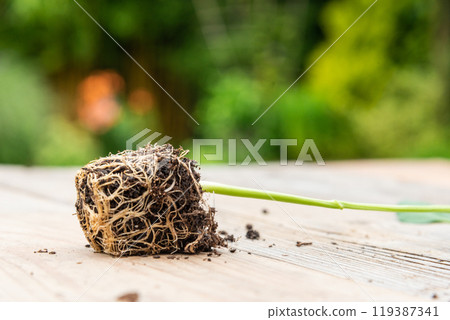 Tray with vegetable seedling on wooden work bench Tray with vegetable seedling on wooden work bench 119387341