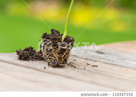 Tray with vegetable seedling on wooden work bench Tray with vegetable seedling on wooden work bench 119387350
