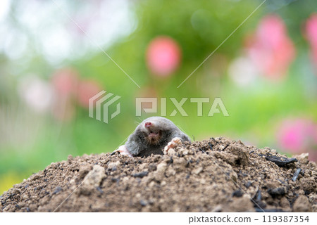 Mole animal peeking from the tunnel 119387354