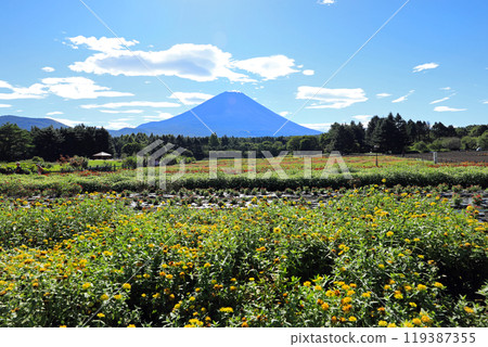 Flower fields at Lake Motosu and Mt. Fuji 119387355