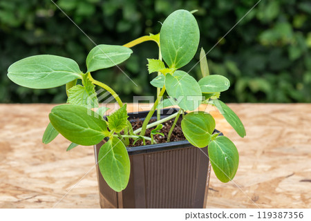 Young cucumber plants in a pot on a workbench before planting 119387356