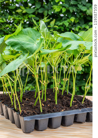 Seedlings in a plastic tray ready to be planted in the garden 119387359