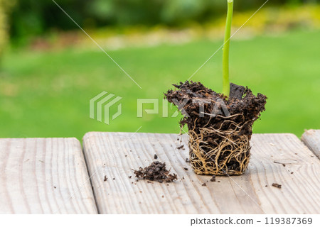 Tray with vegetable seedling on wooden work bench 119387369