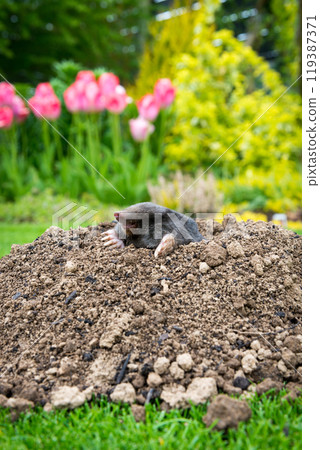 Mole [Talpa europaea] in the lawn 119387371