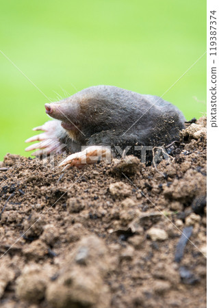 Mole crawling out of the tunnel - making damge to the lawn 119387374