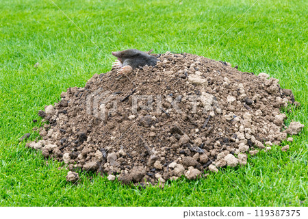 Mole crawling out of the tunnel - making damge to the lawn 119387375