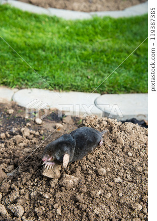 Dead mole caught by a trap 119387385