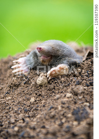 Mole crawling out of the tunnel - making damge to the lawn 119387390