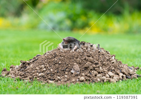 Mole peeking from the mole hill in the garden 119387391