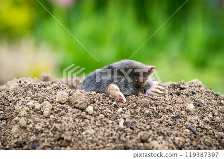 Mole [Talpa europaea] in the lawn 119387397