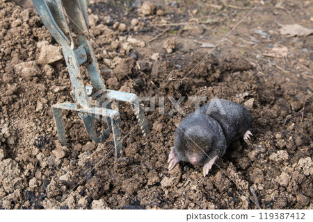 Dead mole caught by a trap Dead mole caught by a trap 119387412