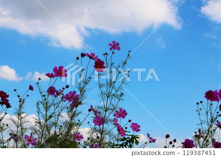 秋天的天空閃爍著宇宙的光芒，這是一幅平靜的風景 119387451