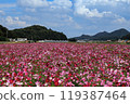 Kasaoka海灣農場的波斯菊領域 119387464