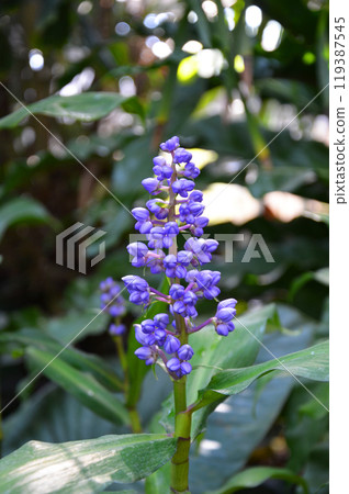 藍姜 藍姜 119387545