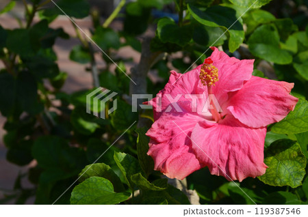 粉紅色的芙蓉 119387546