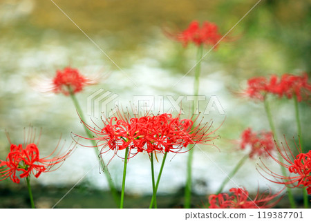The gorgeous and gorgeous Manjushage flowers of Kinchakuda 119387701