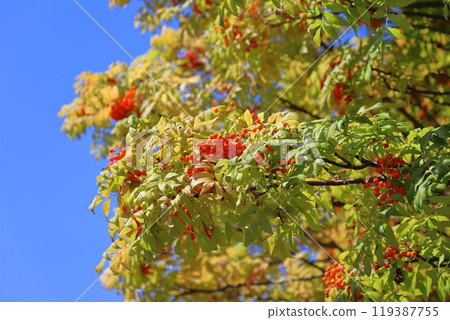 Rowan tree with many red berries Rowan tree with many red berries 119387755