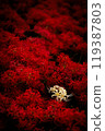 A single white flower among bright red spider lilies 119387803