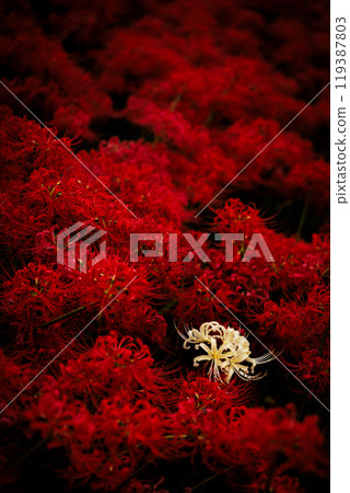鮮紅簇孤挺花中的一朵白花 鮮紅簇孤挺花中的一朵白花 119387803
