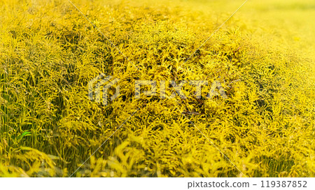 Shining yellow autumn hedge 119387852