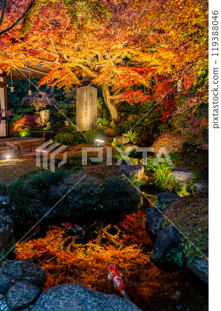 [Kanagawa Prefecture] Fiery autumn leaves illuminated at Hasedera Temple 119388046