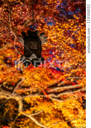 [神奈川縣] 長谷寺火紅的紅葉燈飾 119388052