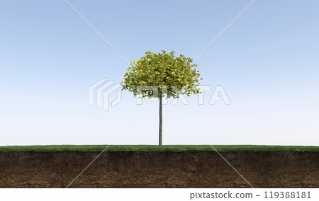 tree on the grass and a slice of soil under it, 3d render tree on the grass and a slice of soil under it, 3d render 119388181