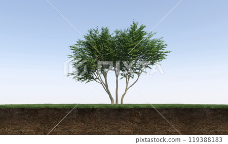 tree on the grass and a slice of soil under it, 3d render tree on the grass and a slice of soil under it, 3d render 119388183