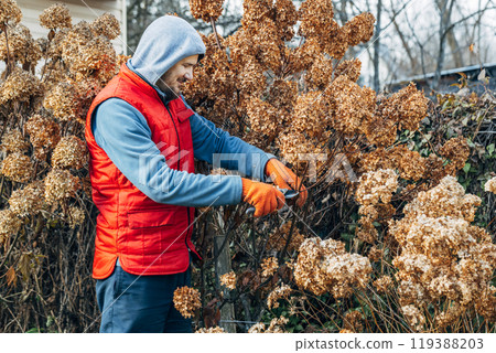 A gardener wearing gloves trims wilted hydrangea flowers before winter 119388203