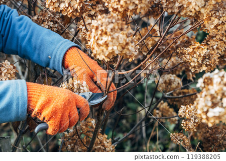 A gardener wearing gloves trims wilted hydrangea flowers before winter 119388205