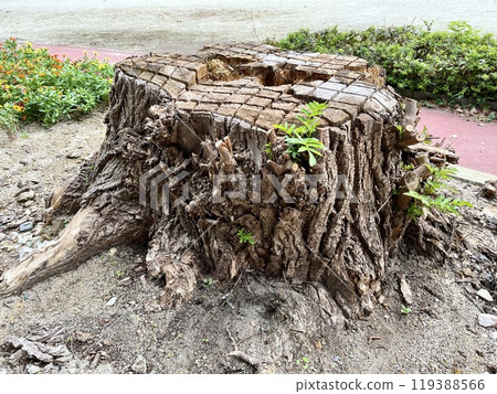 Large tree stump　 119388566