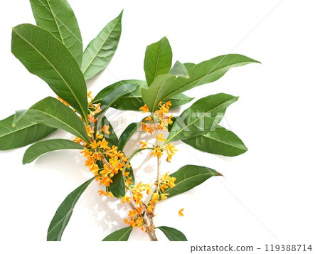 Osmanthus Osmanthus 119388714