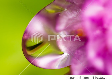 Close-up of water droplets on a globe amaranth flower 1 Close-up of water droplets on a globe amaranth flower 1 119388729