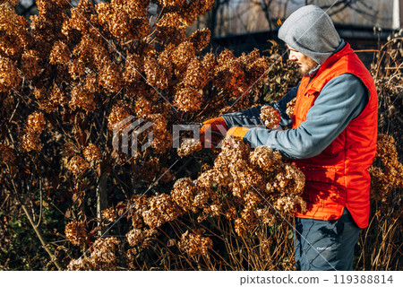 A gardener wearing gloves trims wilted hydrangea flowers before winter 119388814