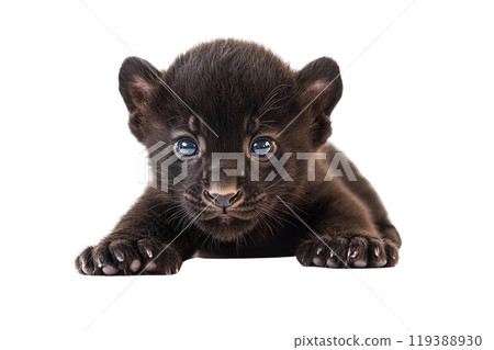 Black panther cub on transparent background. AI-generated item. 119388930