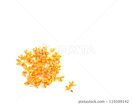 Kinmokusei cute little flower 119389142