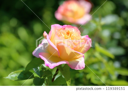 初夏玫瑰園,玫瑰花,美津子 初夏玫瑰園,玫瑰花,美津子 119389151